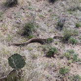 Kevin "Handlebars" Goldstein's Photo